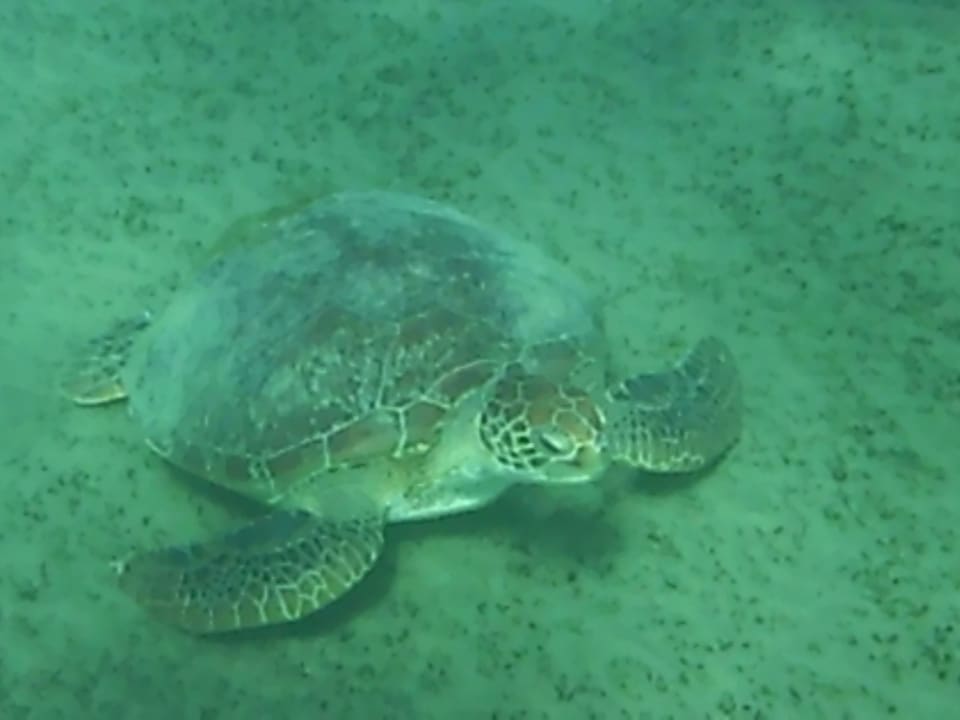 Sport & Freizeit Three Corners Equinox Beach Resort