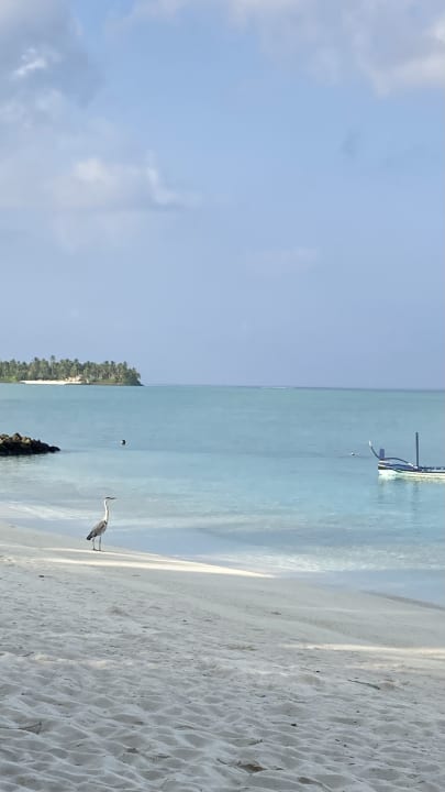 Strand Summer Island Maldives