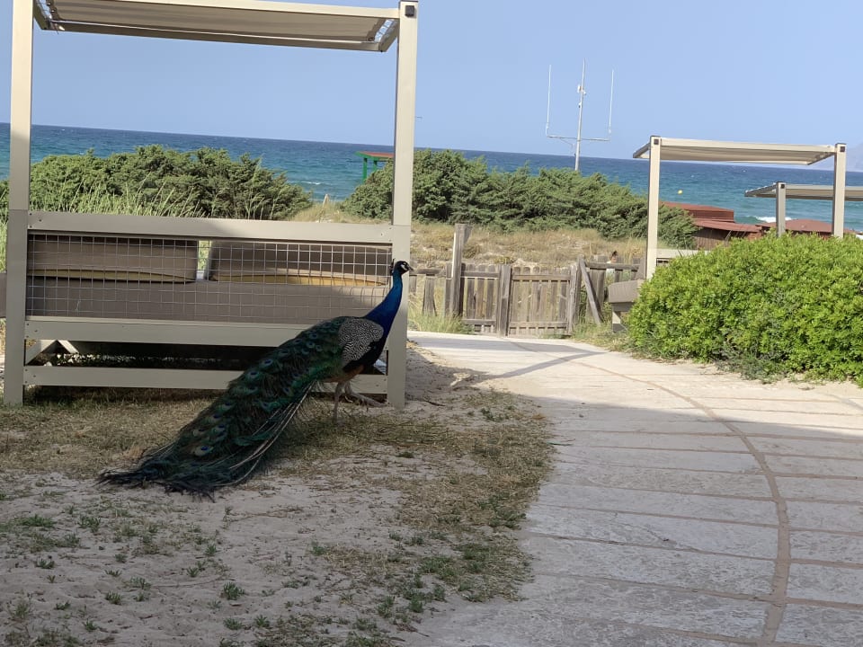 Sonstiges Zafiro Bahia