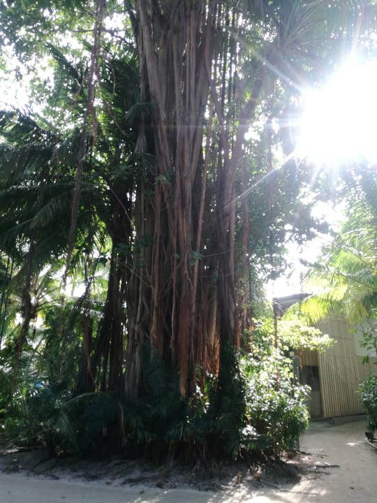 Gartenanlage Kuramathi Maldives