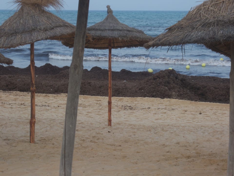 Haufenweise Algen Medina Solaria & Thalasso