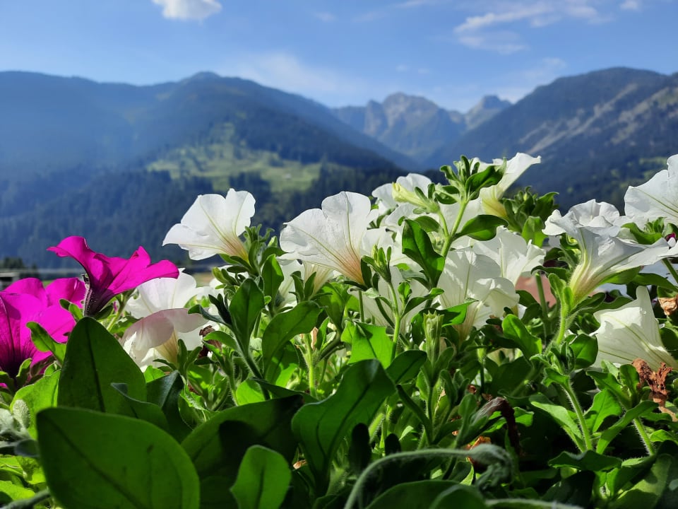 Ausblick Das kleine Berghotel