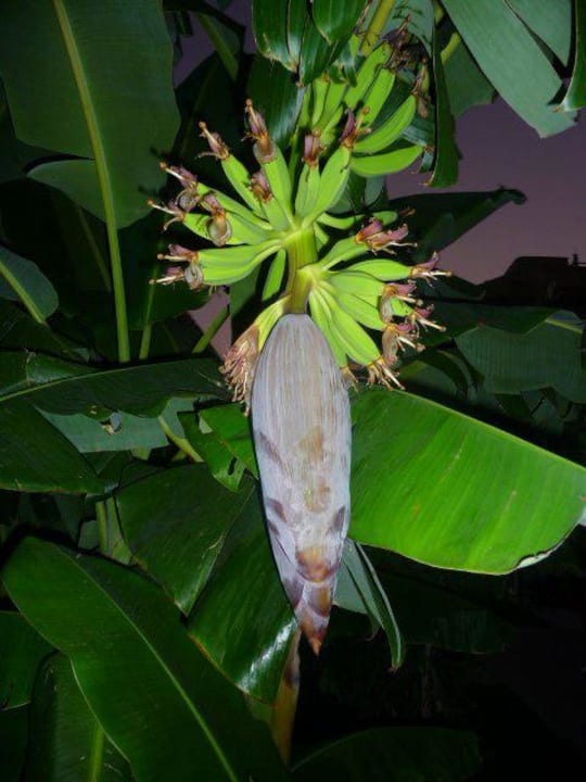 Bananenfrucht Grand Seker Hotel