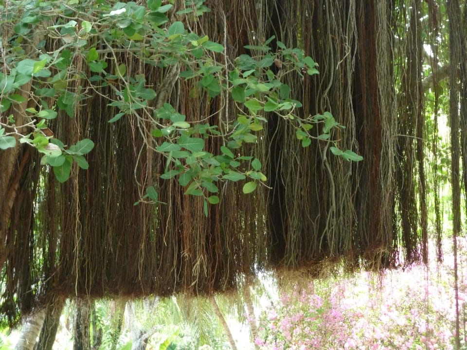 Weg durch die Hotelanlage Kuramathi Maldives