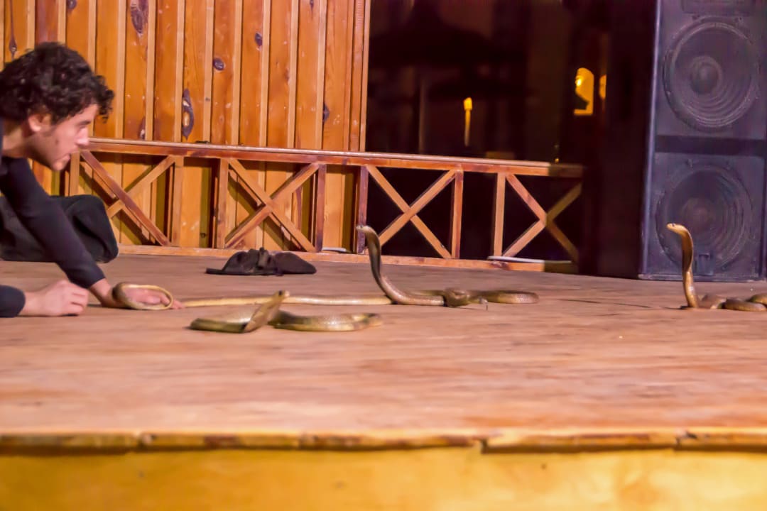 Cobrashow Beach Albatros Resort