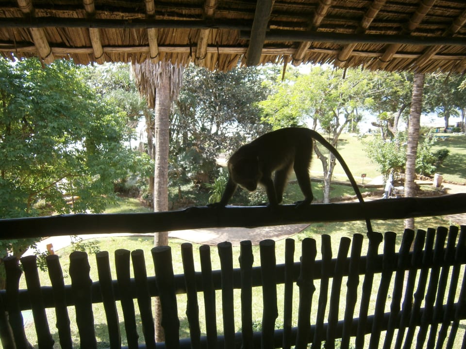 Monkey Baobab Beach Resort & Spa