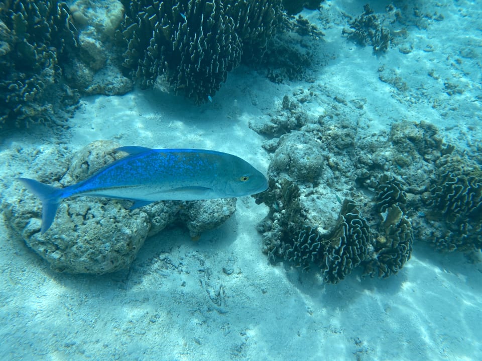 Sport & Freizeit Hotel Riu Palace Maldivas