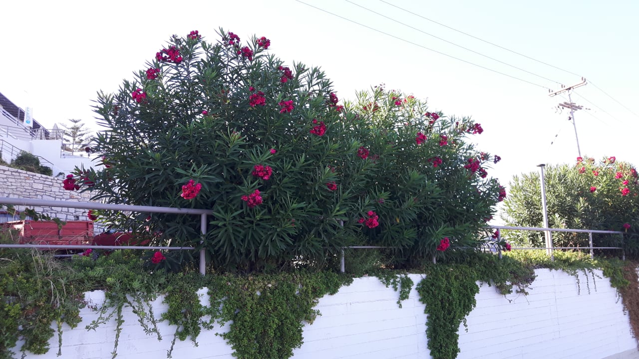 Sonstiges Scaleta Beach Hotel