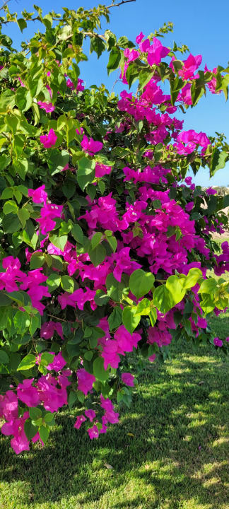 Gartenanlage Steigenberger Makadi Hotel - Adults only