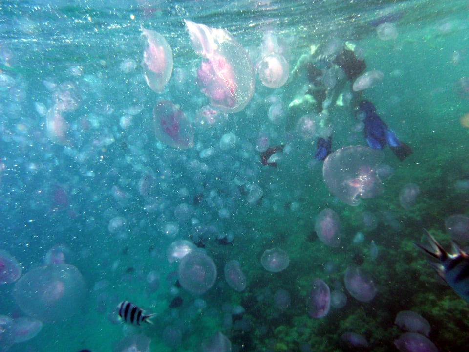 Quallen-Alarm!!! Stella Beach Resort & Spa Makadi Bay