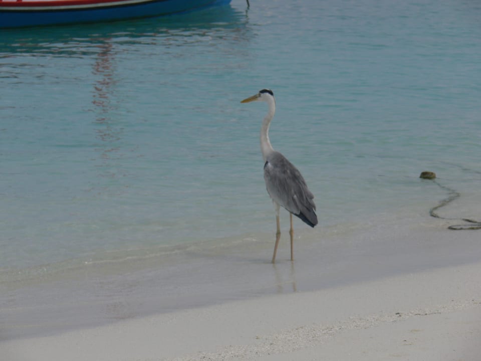 Meeru Island Resort Meeru Maldives Resort Island