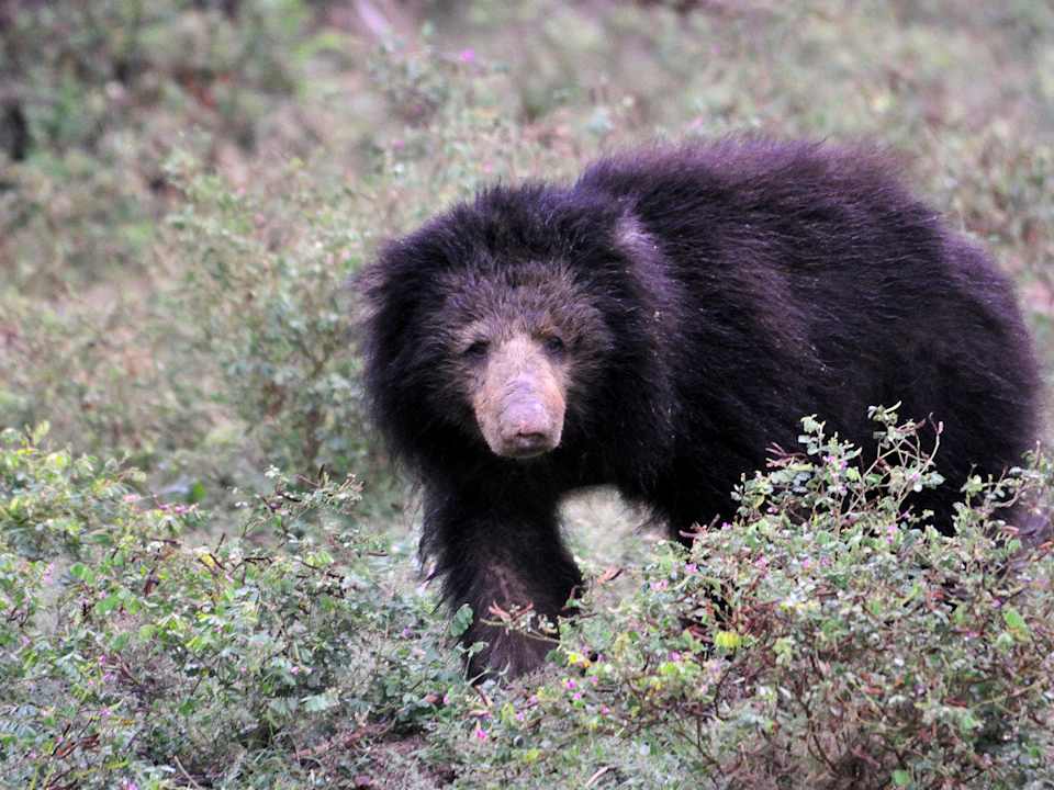 Wild life Mahoora Tented Safari Camp - Yala