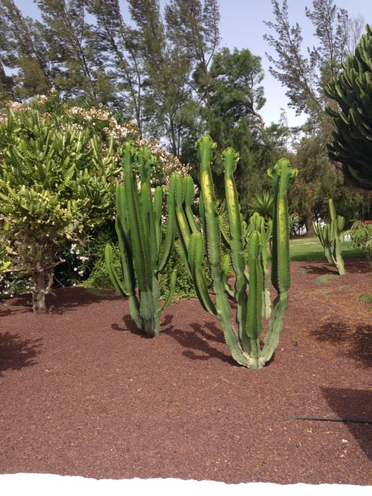 Garten allsun App.-Hotel Esquinzo Beach