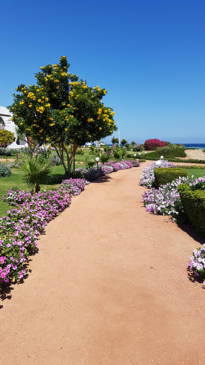 Gartenanlage Three Corners Equinox Beach Resort