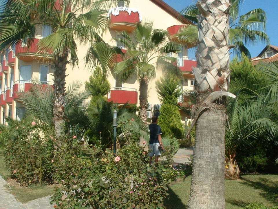 An jeder Ecke eine Palme Hotel Orfeus Park