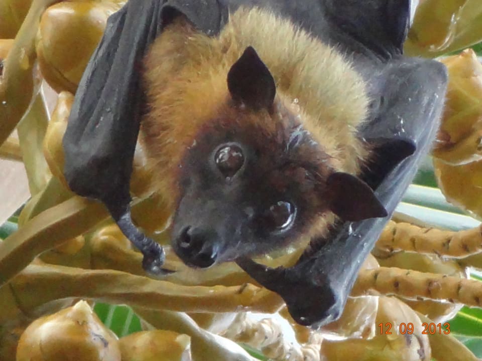 Flughund Filitheyo Island Resort