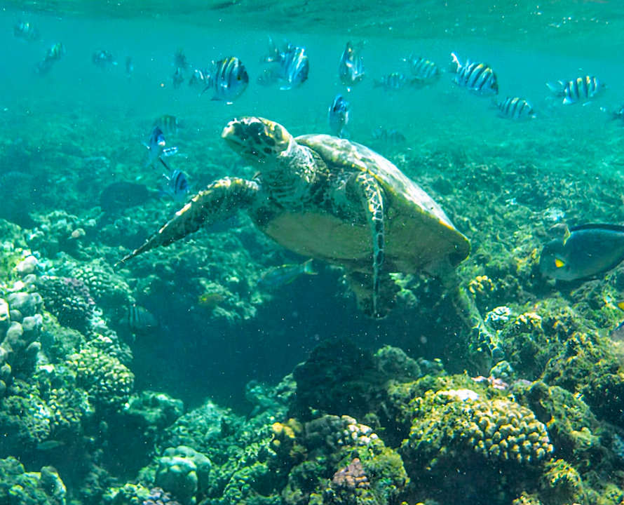 Sport & Freizeit Three Corners Equinox Beach Resort