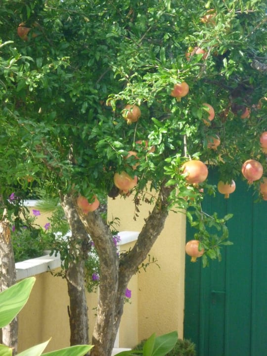 Granatapfelbaum Aminess Vival Casa Velaris