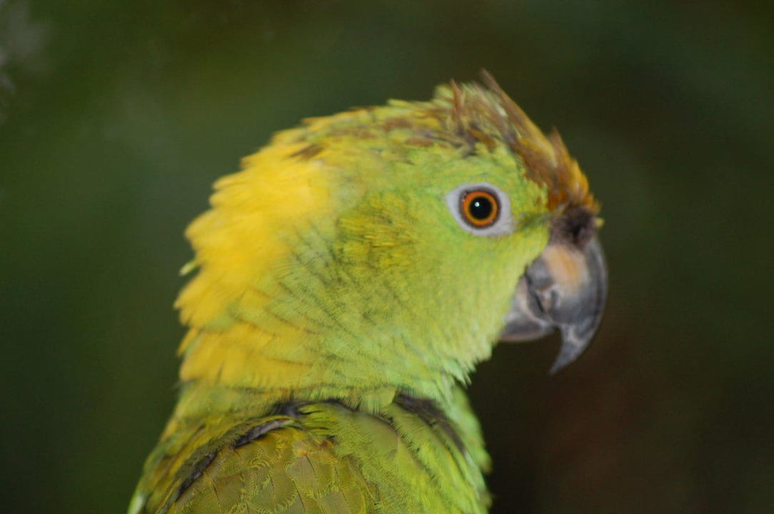 Süßer Vogel Occidental at Xcaret Destination