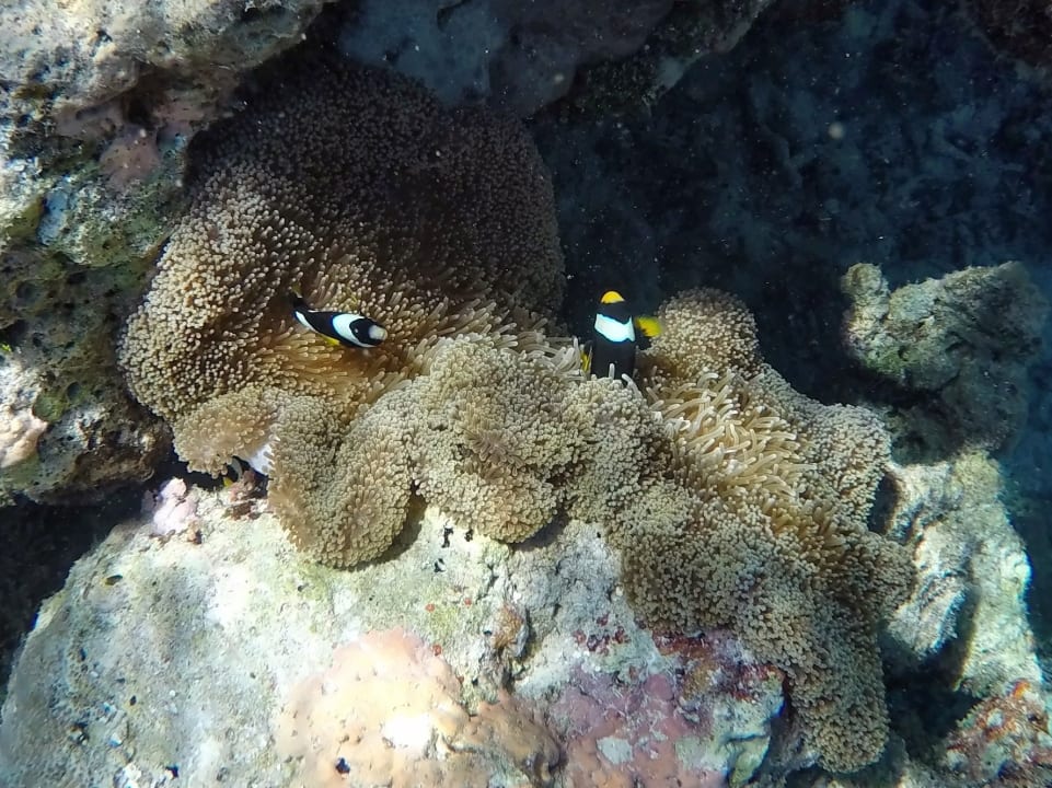 Sicht vom Riff zum Ankunftsjetty NH Collection Maldives Havodda Resort