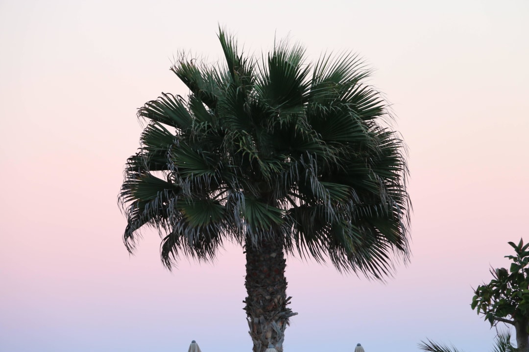 Palme am Abend Hotel Riu Palace Tres Islas