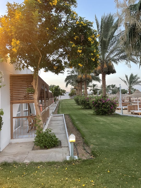 Ausblick Desert Rose