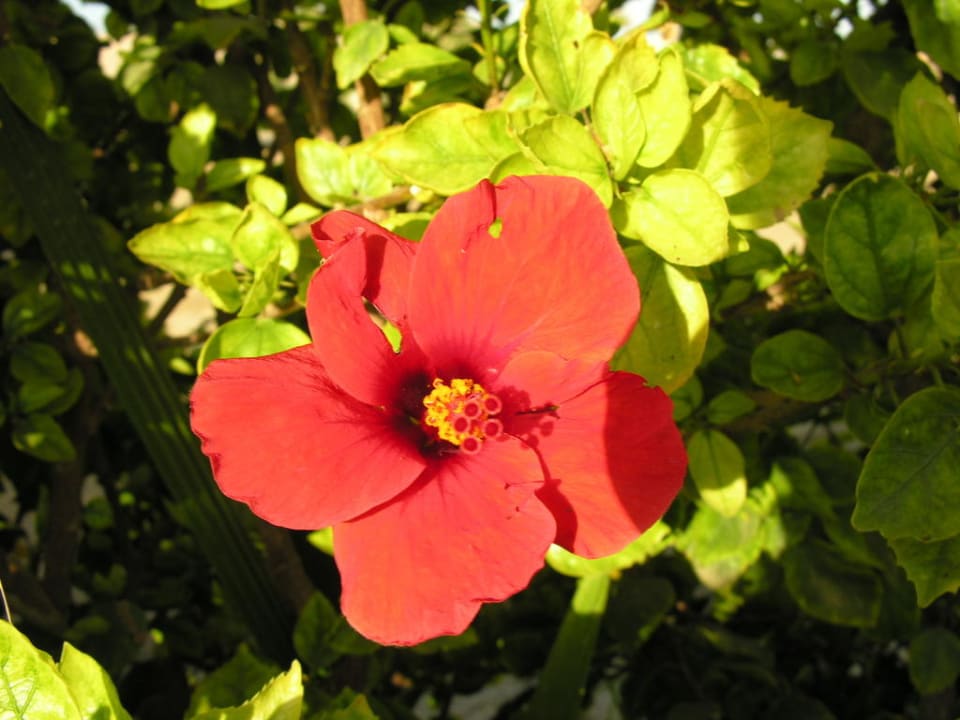 Kwiaty Malikia Resort Abu Dabbab