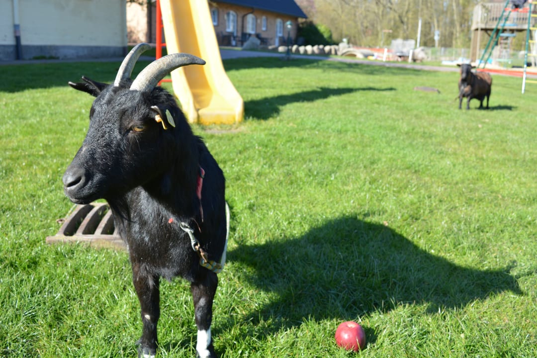 Sonstiges Ferienbauernhof Liesenberg mit Meerblick