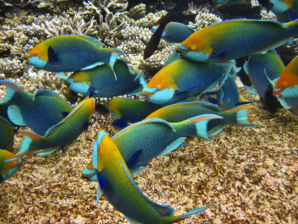 House reef Mirihi Island Resort