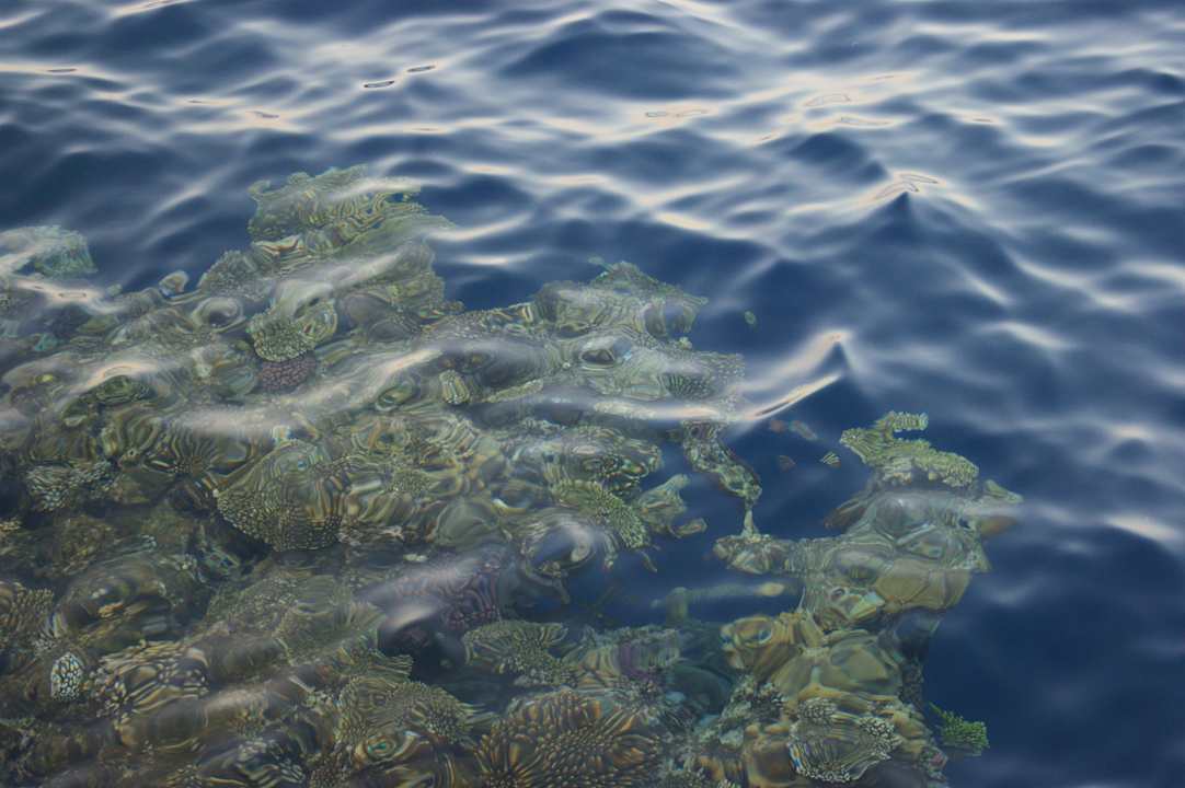 Korallenriff The Grand Hotel Sharm El Sheikh