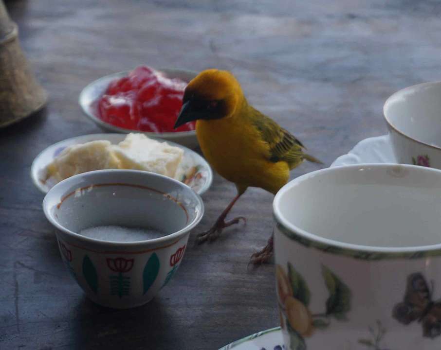 Gastro Hostel Babogaya Lake Viewpoint Lodge