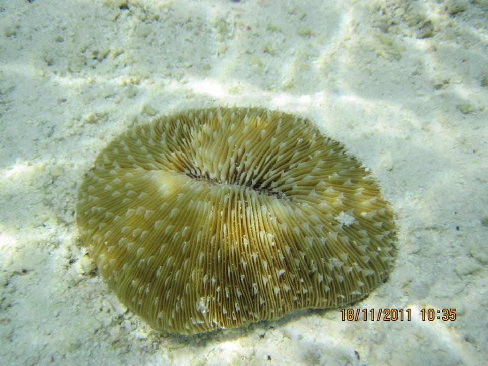 Океан Adaaran Select Hudhuran Fushi - Premium All Inclusive