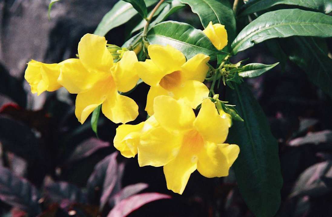 Blüten wohin man schaut. The Laguna A Luxury Collection Resort & Spa