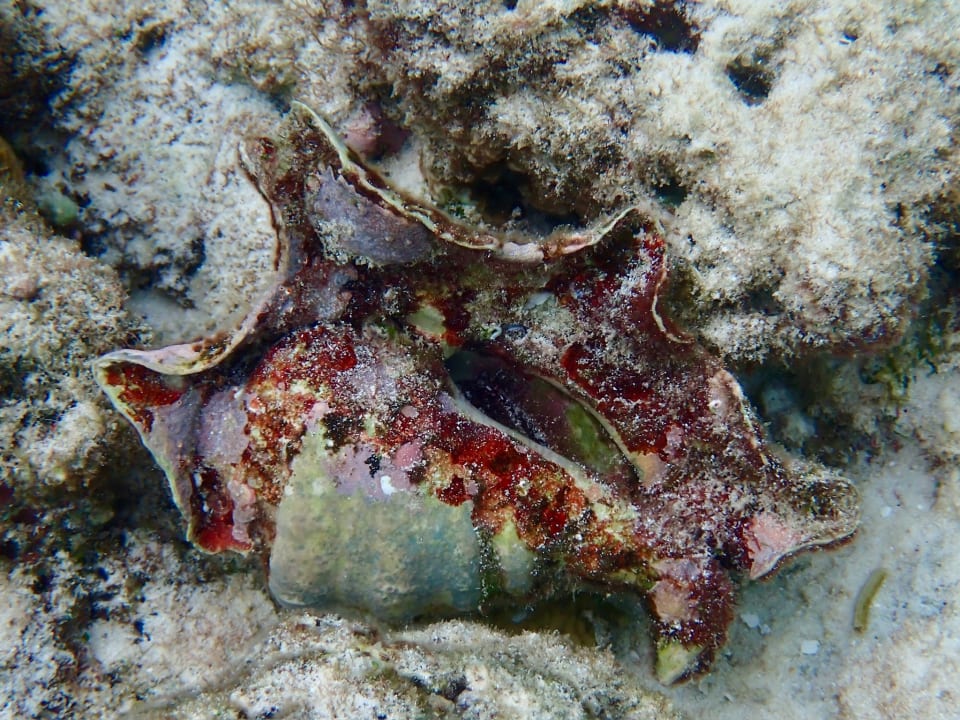 Sport & Freizeit NH Collection Maldives Reethi Resort