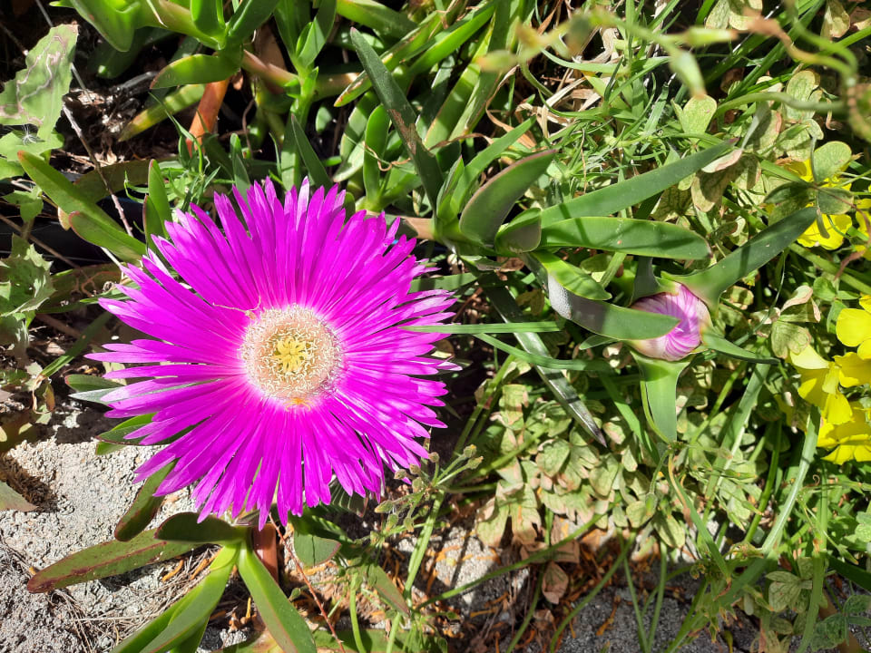 Sonstiges Hotel Kalithea Horizon Royal