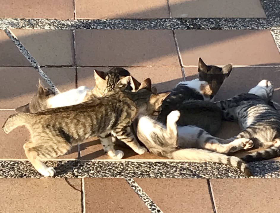 Sonstiges Iberostar Waves Founty Beach