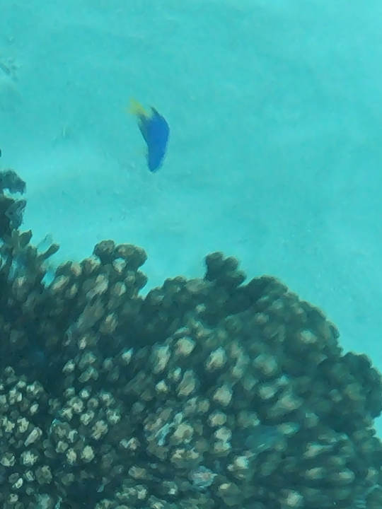 Sonstiges Hotel Intercontinental Le Moana Resort Bora Bora