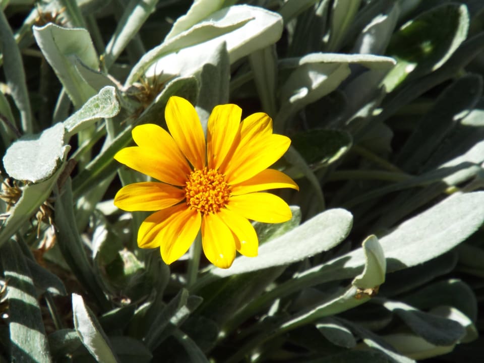 Blume Namib Desert Lodge