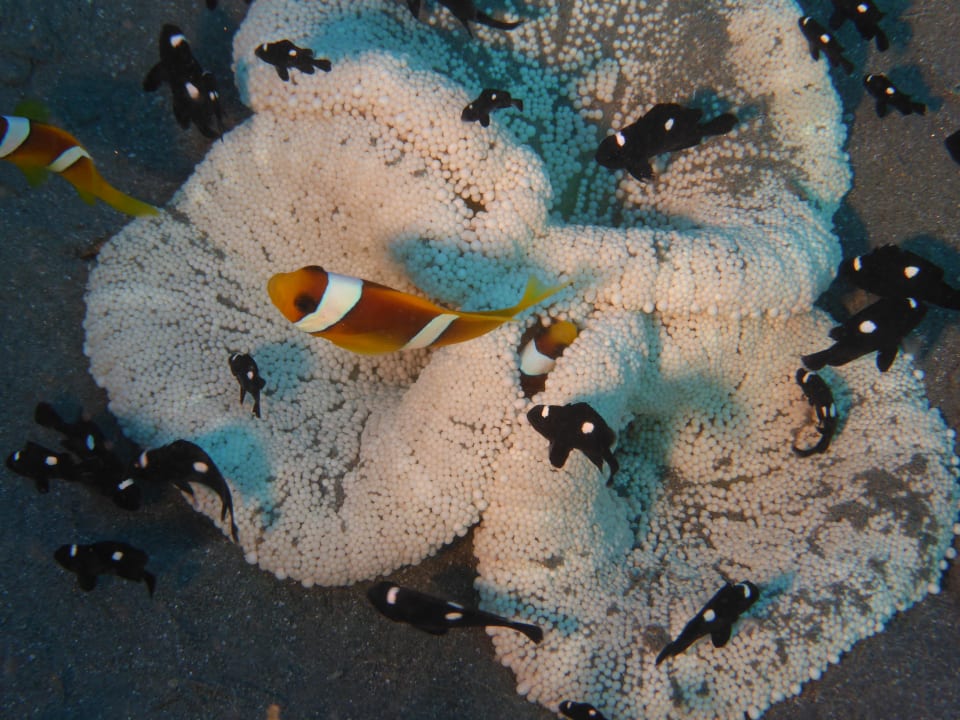 Sport & Freizeit Shams Alam Beach Resort