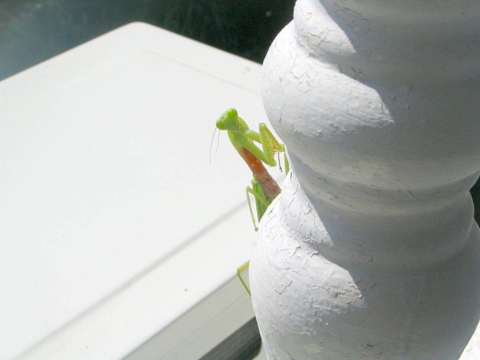 Tiere Best Western Phuket Ocean Resort