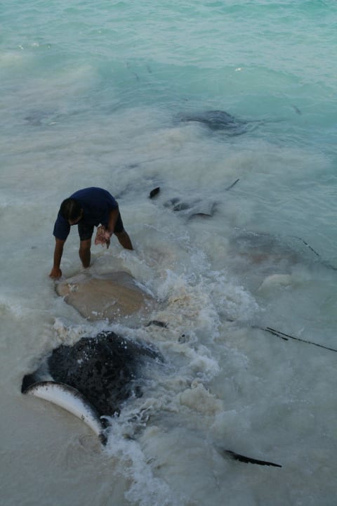 Rochenfütterung NH Collection Maldives Reethi Resort