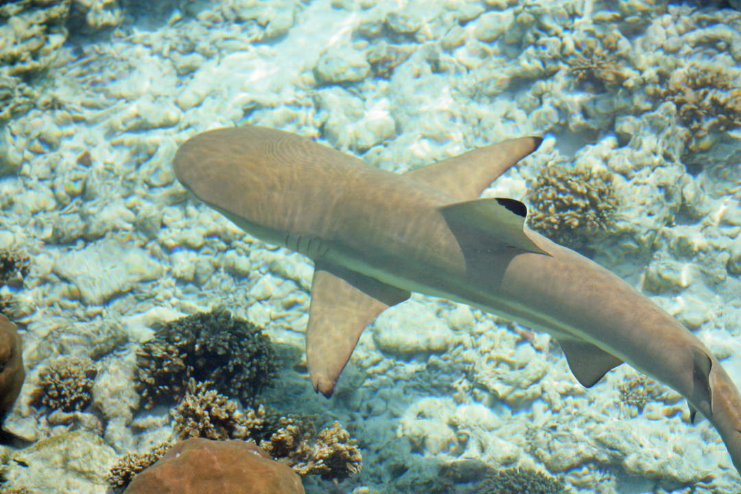 Riff-Hai Kuramathi Maldives