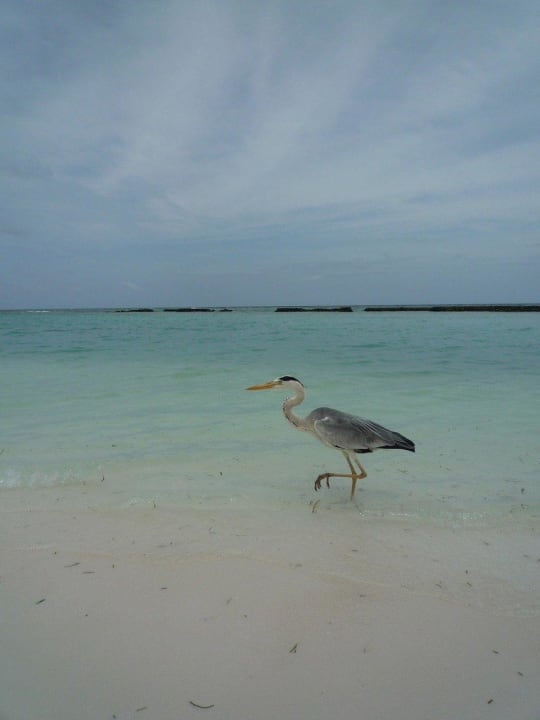 Цапля Kuredu Island Resort & Spa