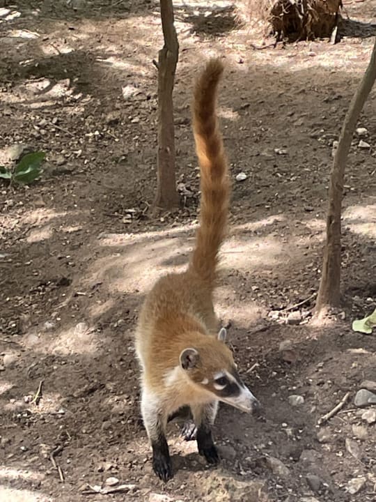 Sonstiges Iberostar Waves Tucan
