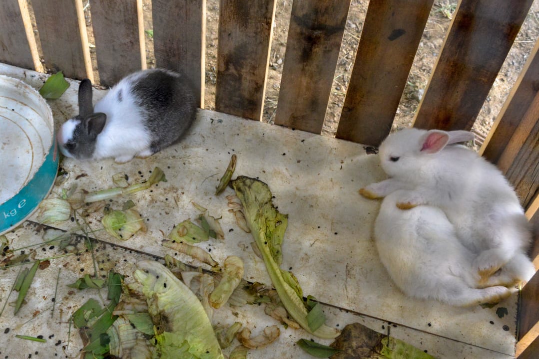Die heimlichen Stars - junge Hasen im Hotelgarten Grand Kaptan