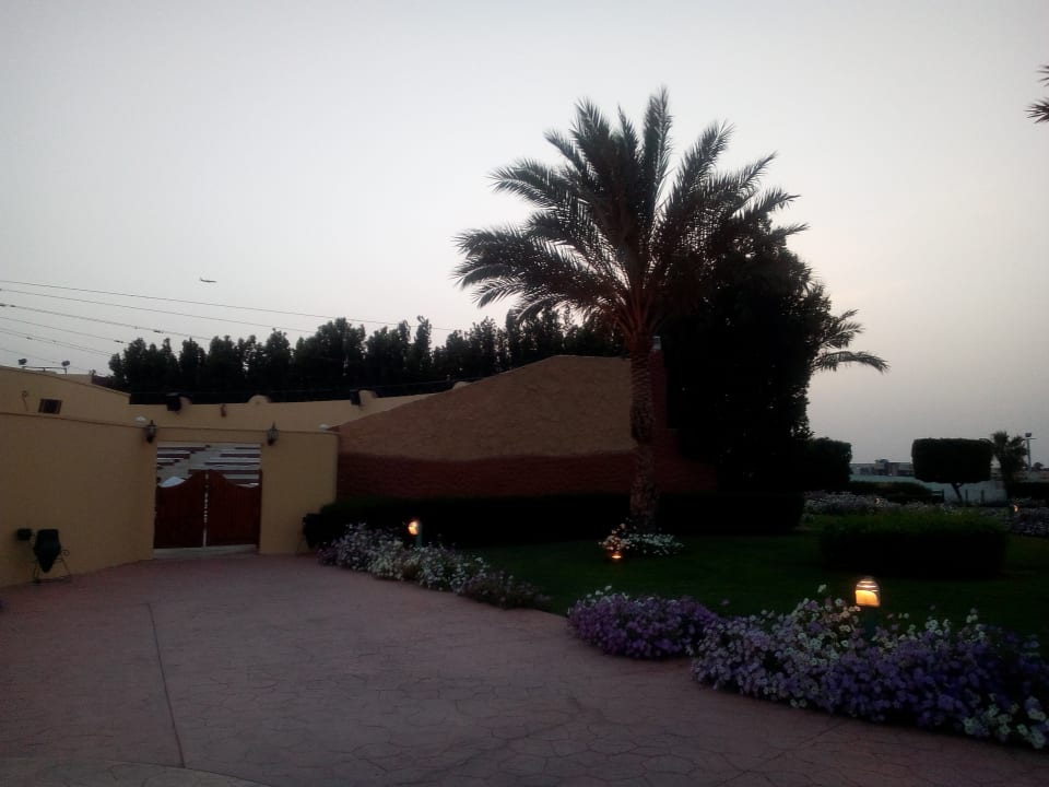 Sonstiges Desert Rose