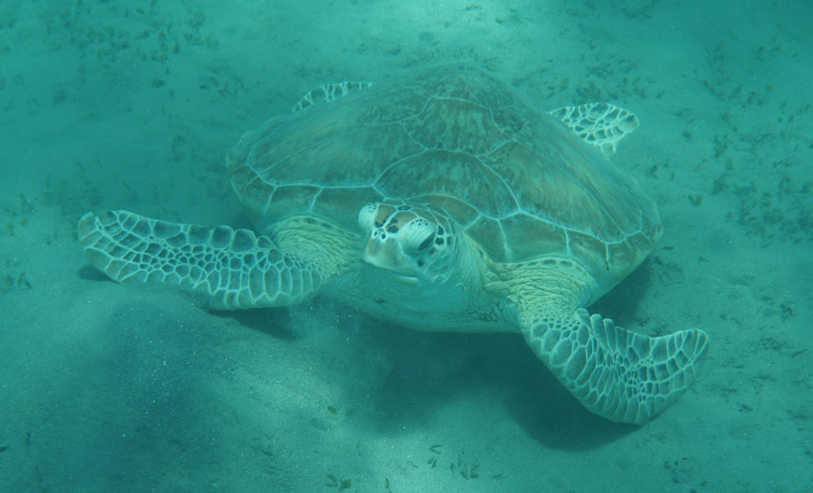 Strand Lahami Bay Beach Resort