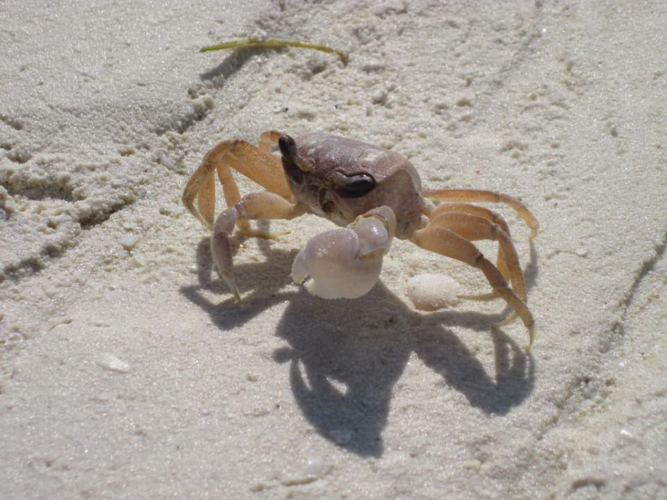 Krebs am Strand Kuredu Island Resort & Spa