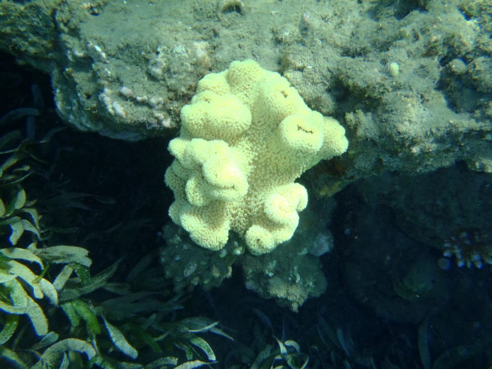 Weichkoralle Lahami Bay Beach Resort