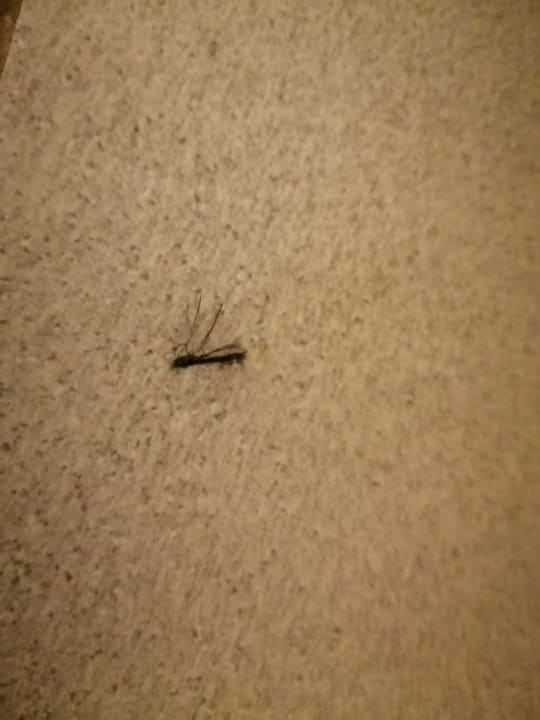 Sonstiges BLUESEA Lagos de Cesar